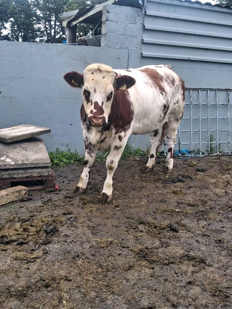 Belgian blue heifer - Image 3