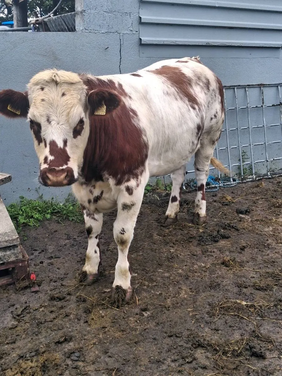 Belgian blue heifer - Image 4