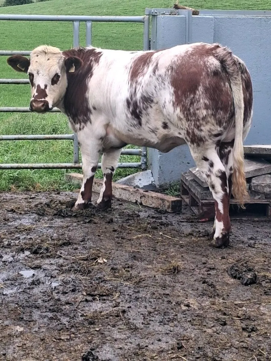 Belgian blue heifer - Image 2