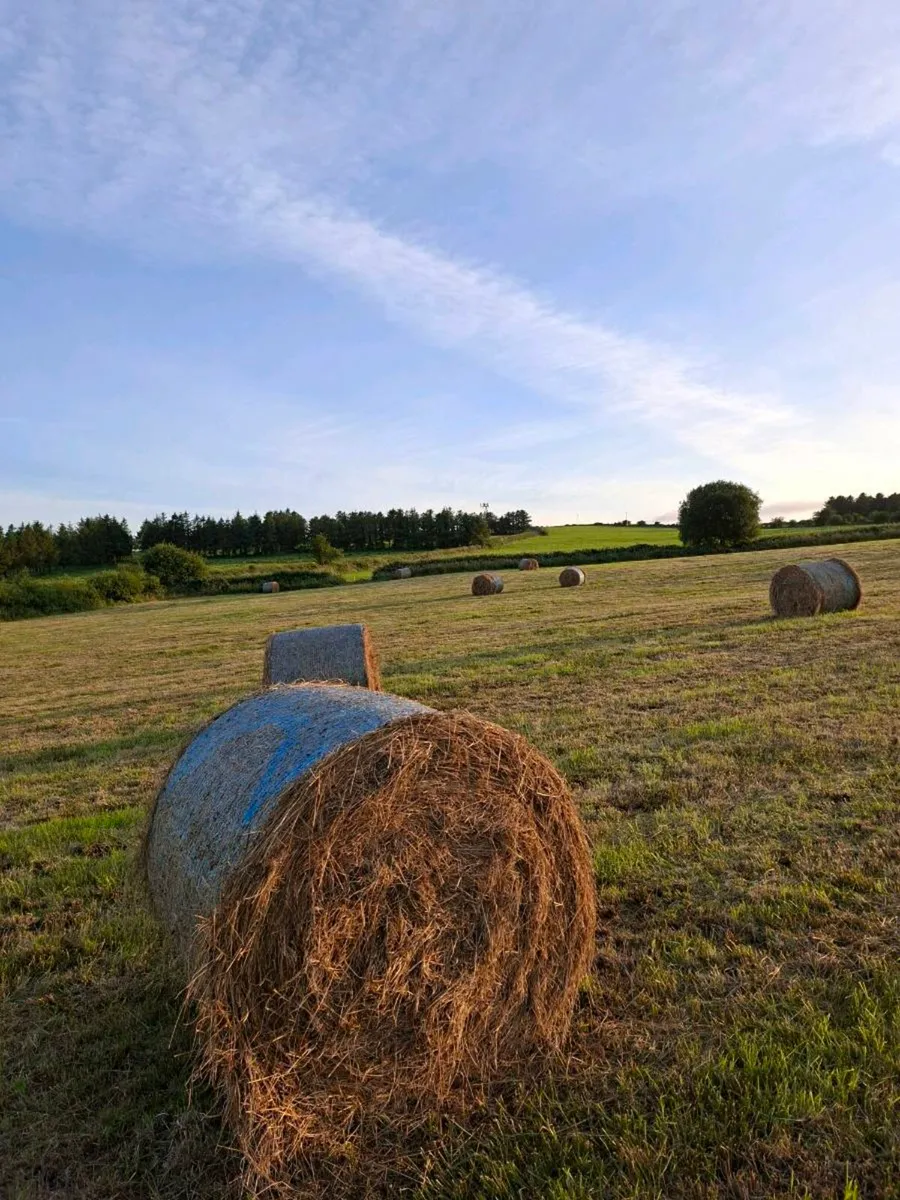 Hay