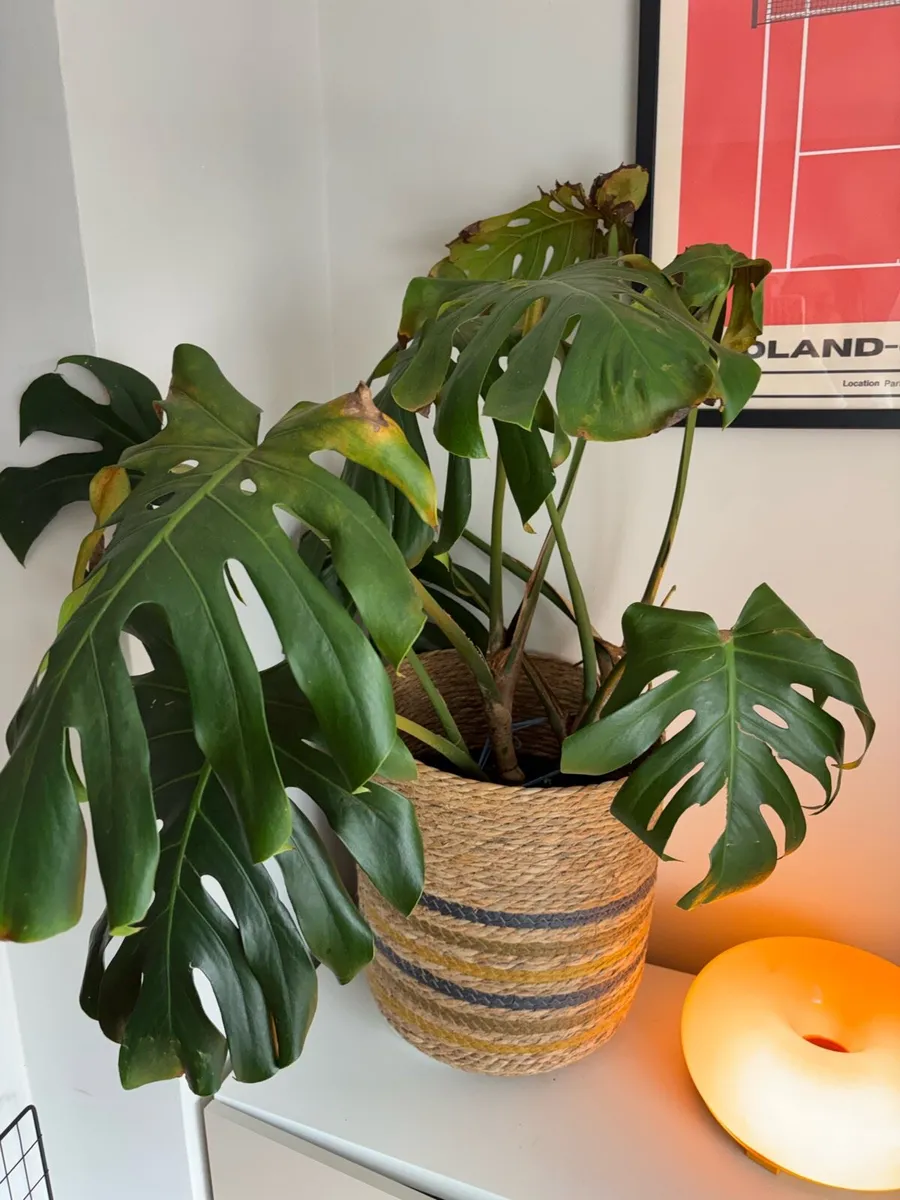 Monstera