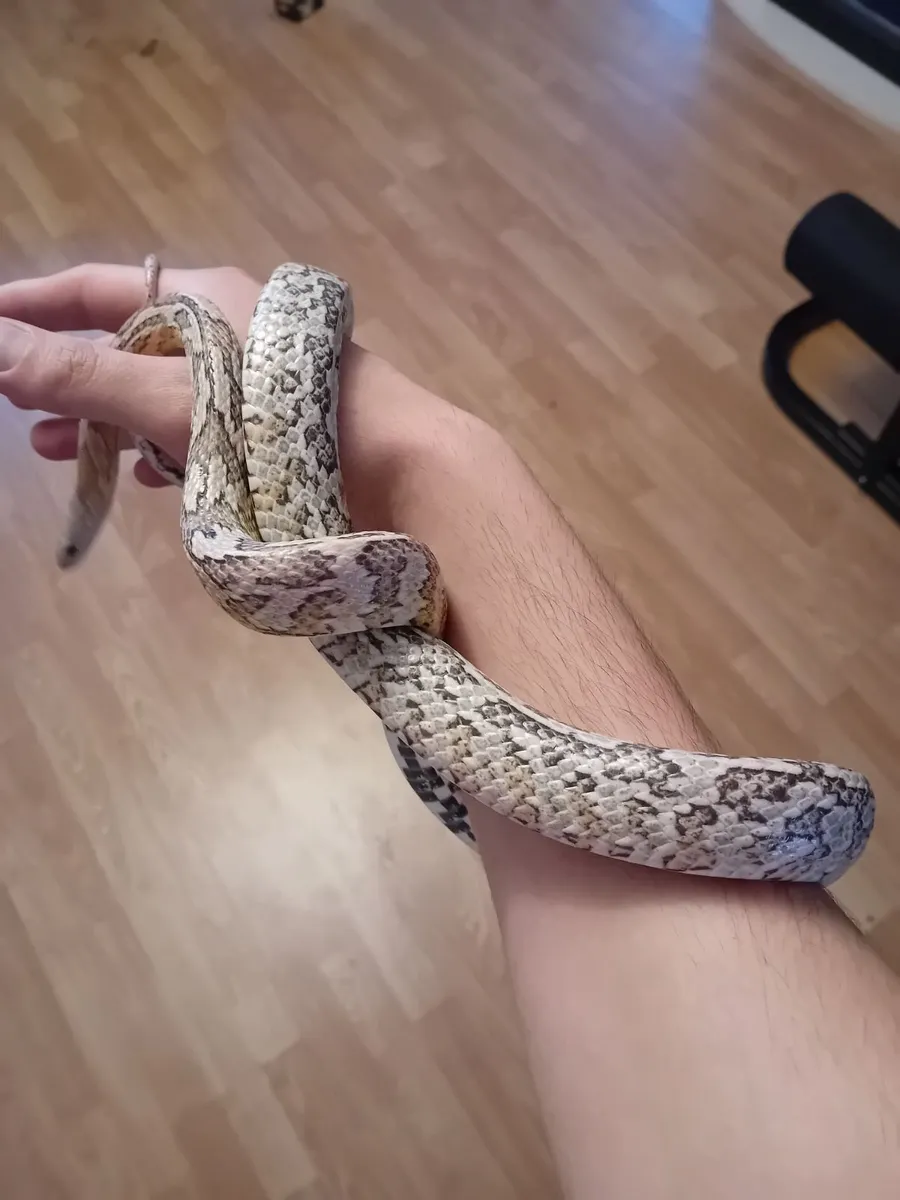 Corn Snake - Image 2