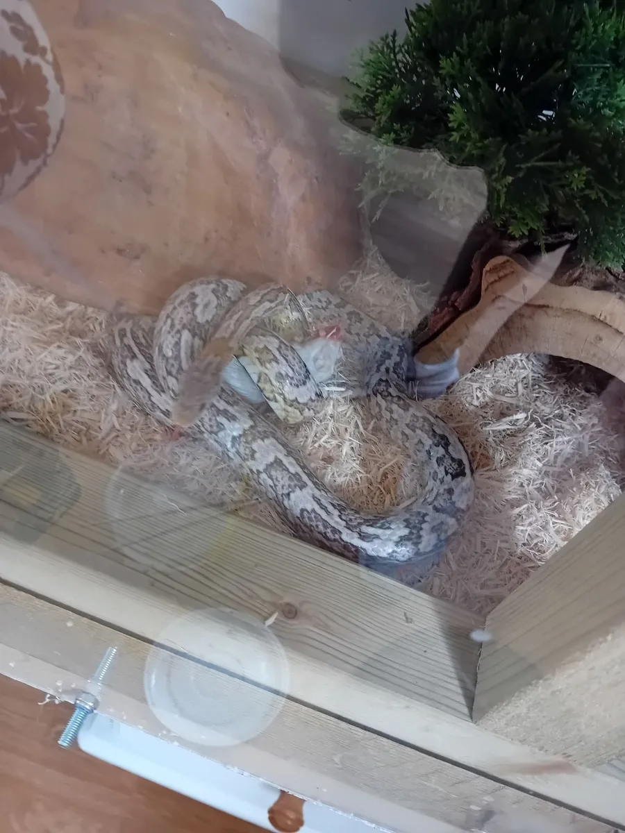 Corn Snake - Image 4