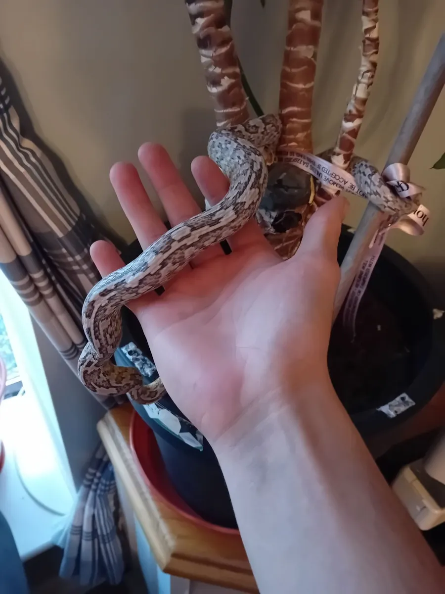 Corn Snake - Image 3