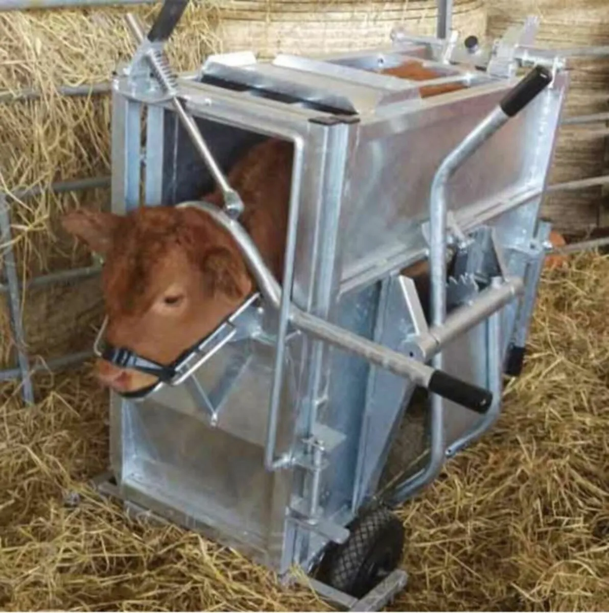 Brand New Condon Deluxe Calf Dehorning Crate - Image 3