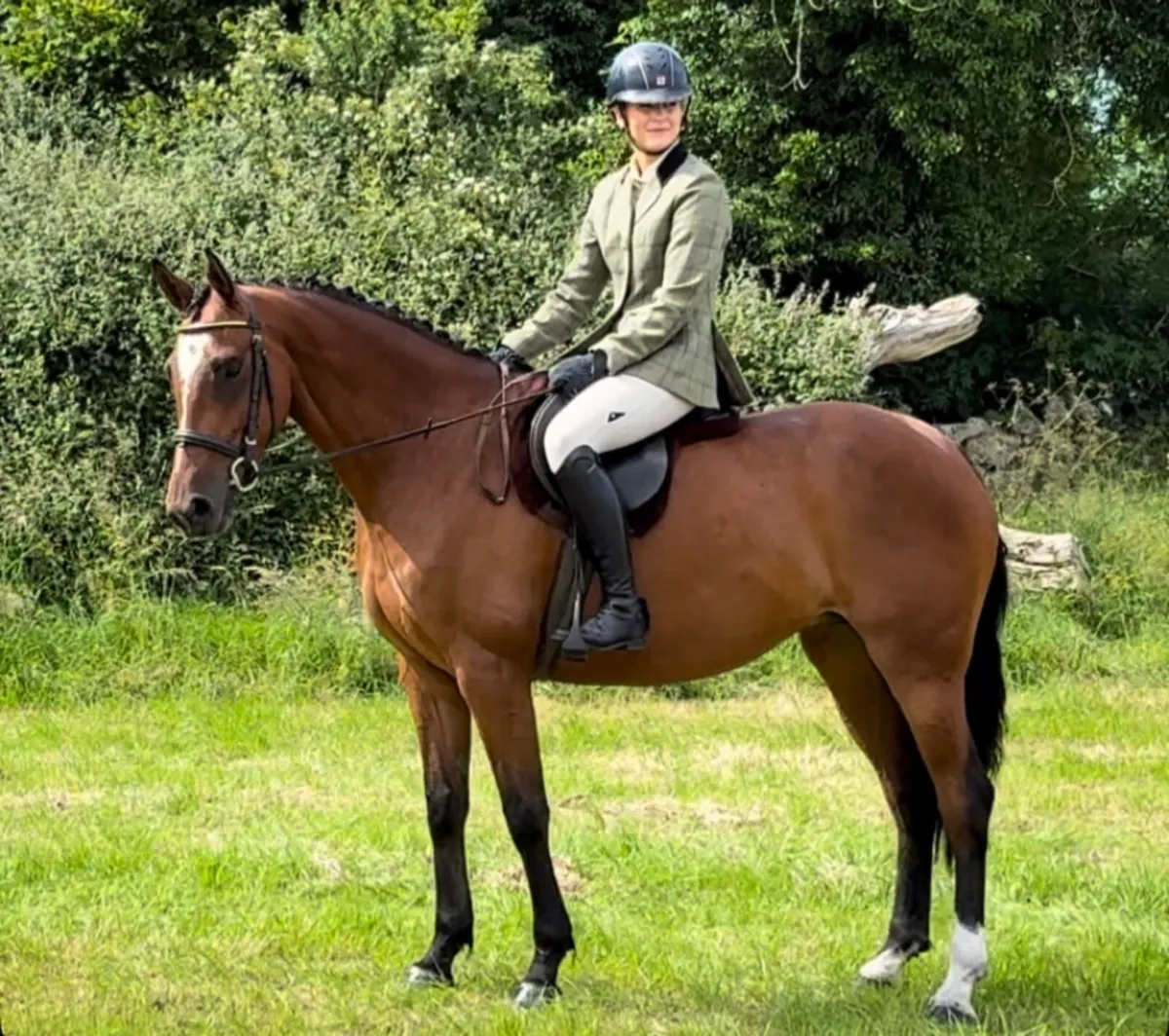 4 year old mare - Image 2