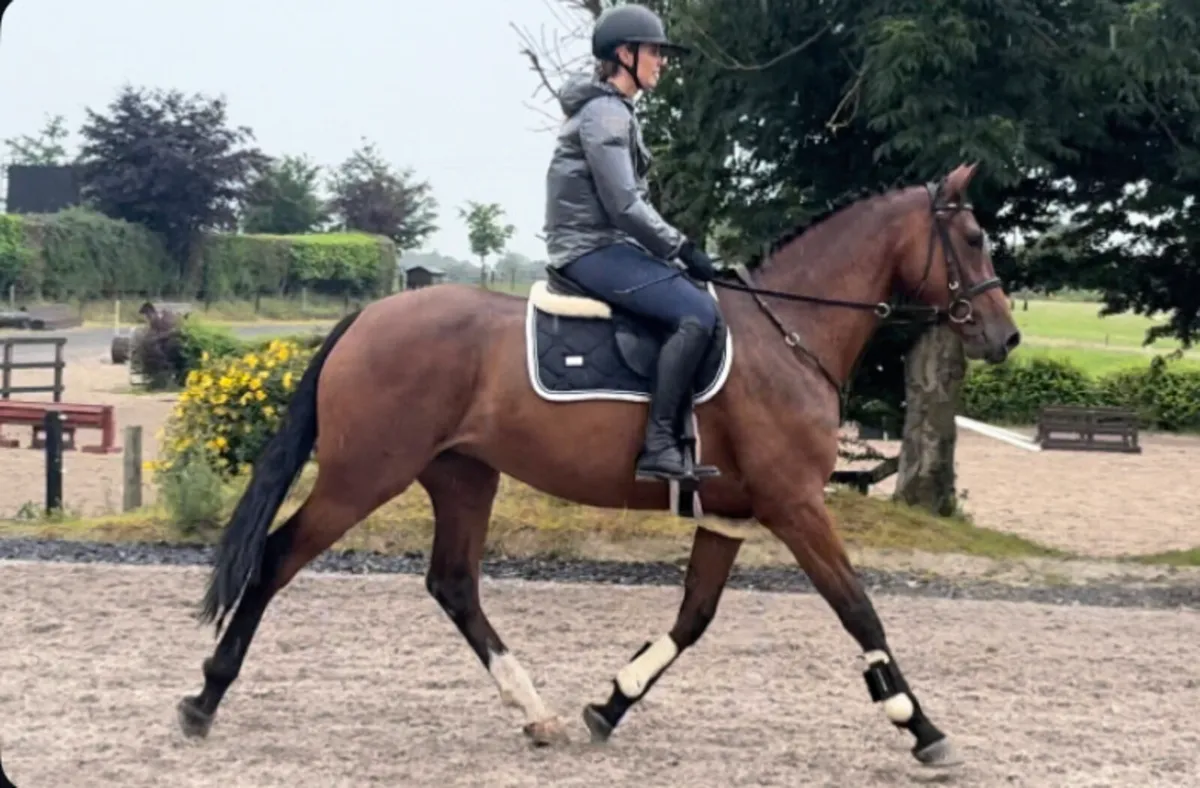 4 year old mare - Image 3