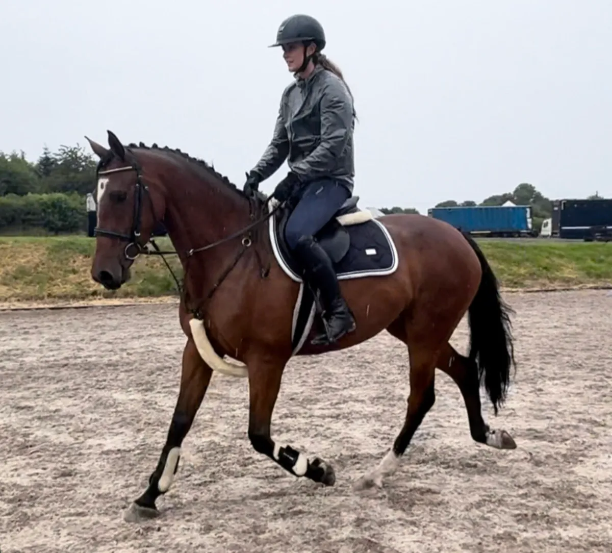 4 year old mare - Image 1
