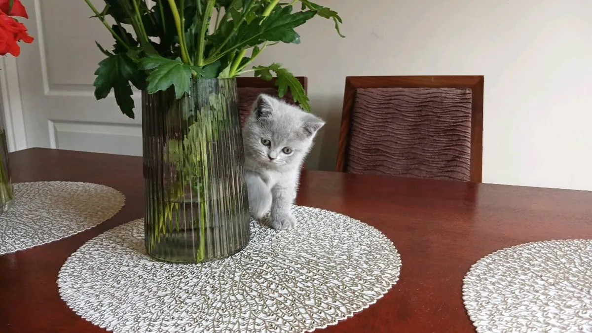 BRITISH SHORTHAIR KITTENS - Image 2