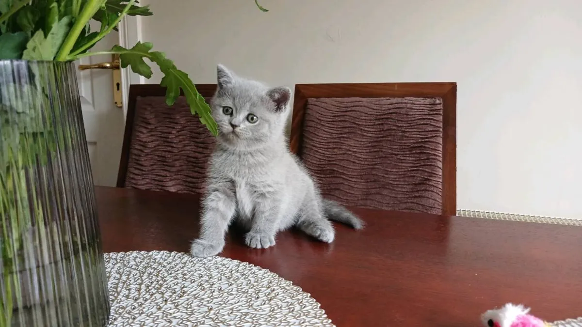BRITISH SHORTHAIR KITTENS - Image 3