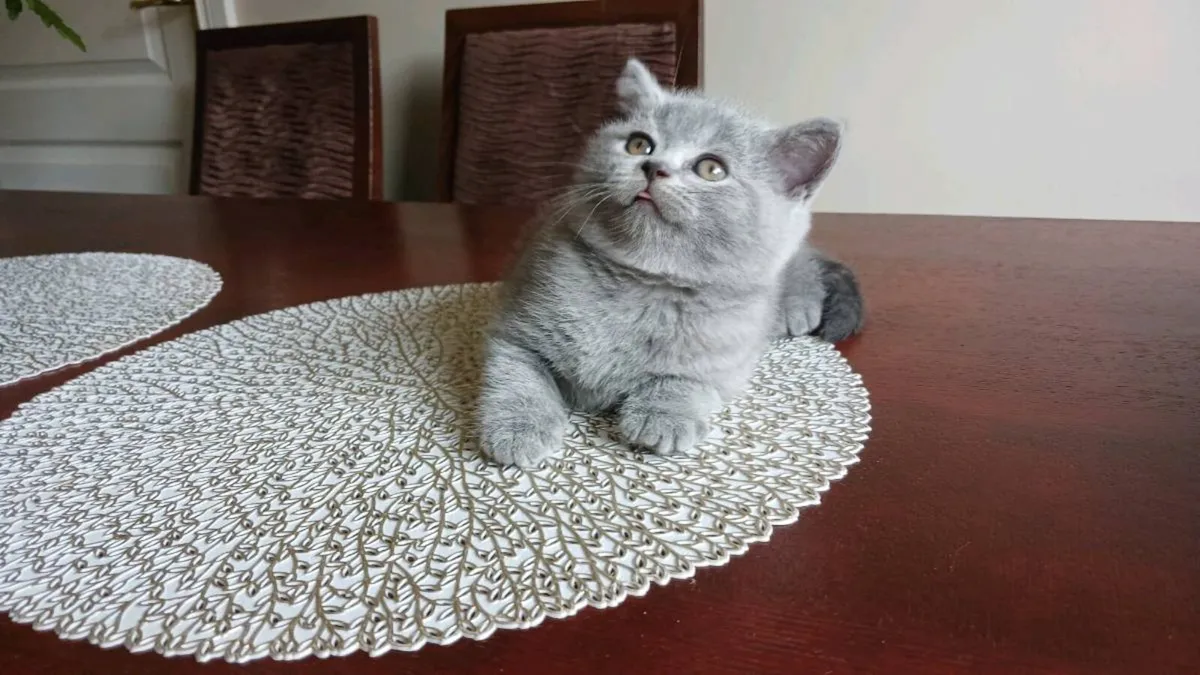 BRITISH SHORTHAIR KITTENS - Image 4