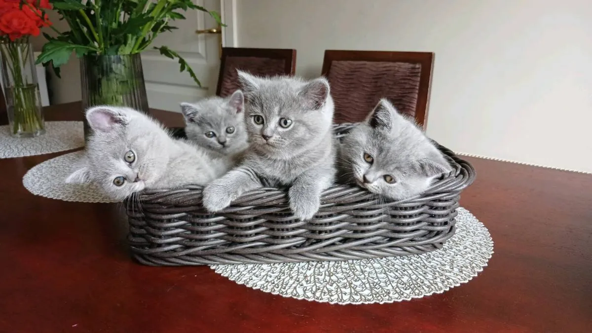 BRITISH SHORTHAIR KITTENS - Image 1