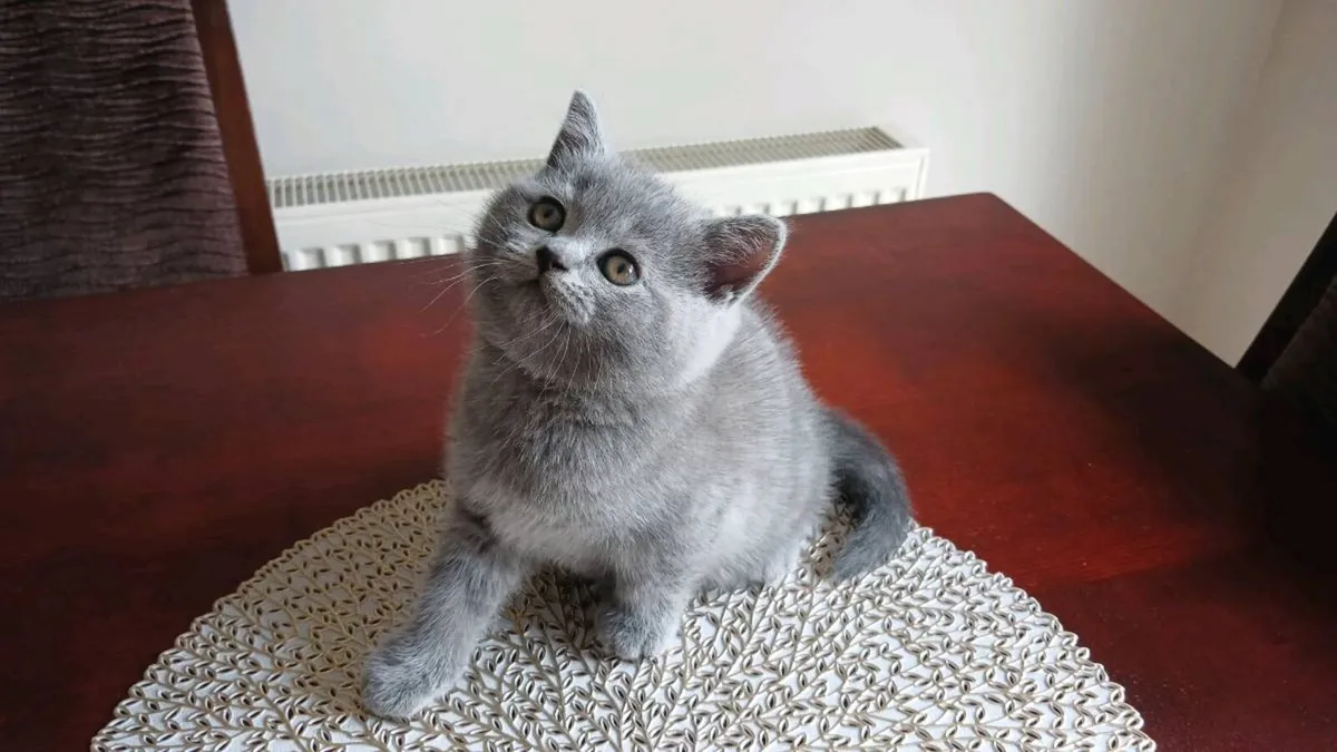 PEDIGREE BRITISH SHORTHAIR KITTENS - Image 1