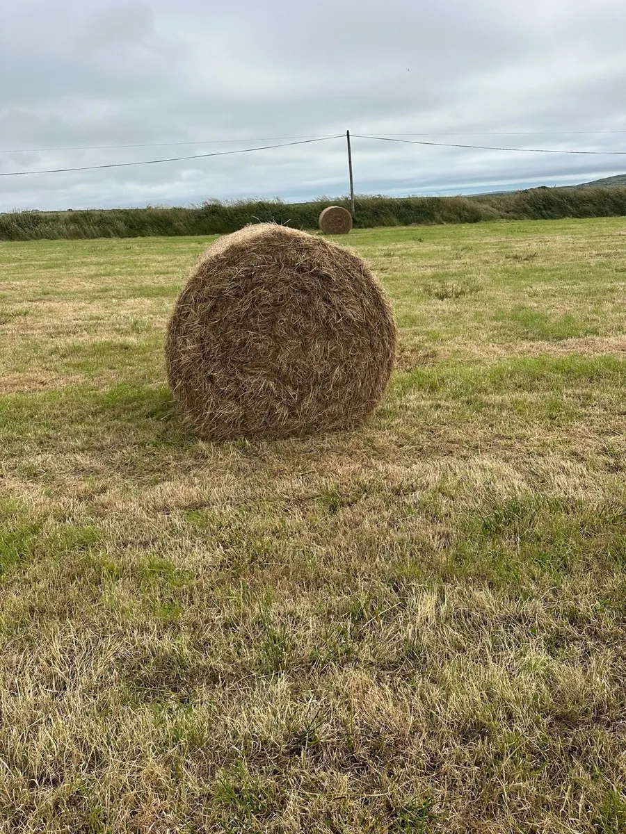 Hay - Image 1