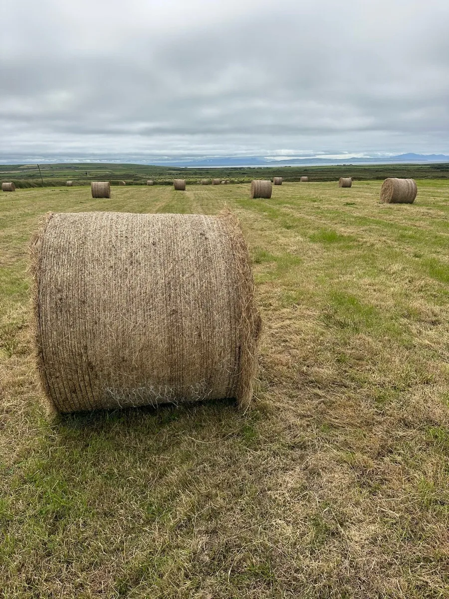 Hay - Image 2