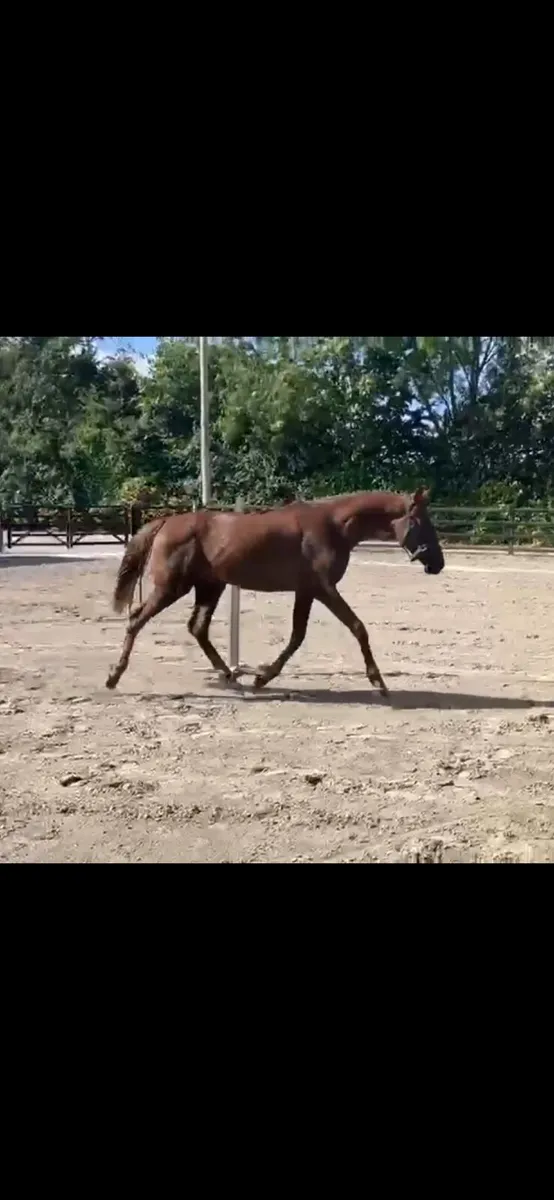 RISING 2YO FILLY - Image 1