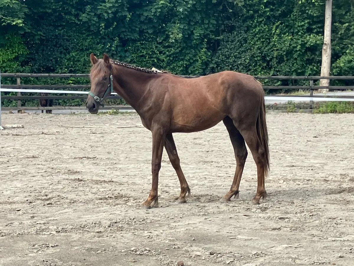 RISING 2YO FILLY - Image 2