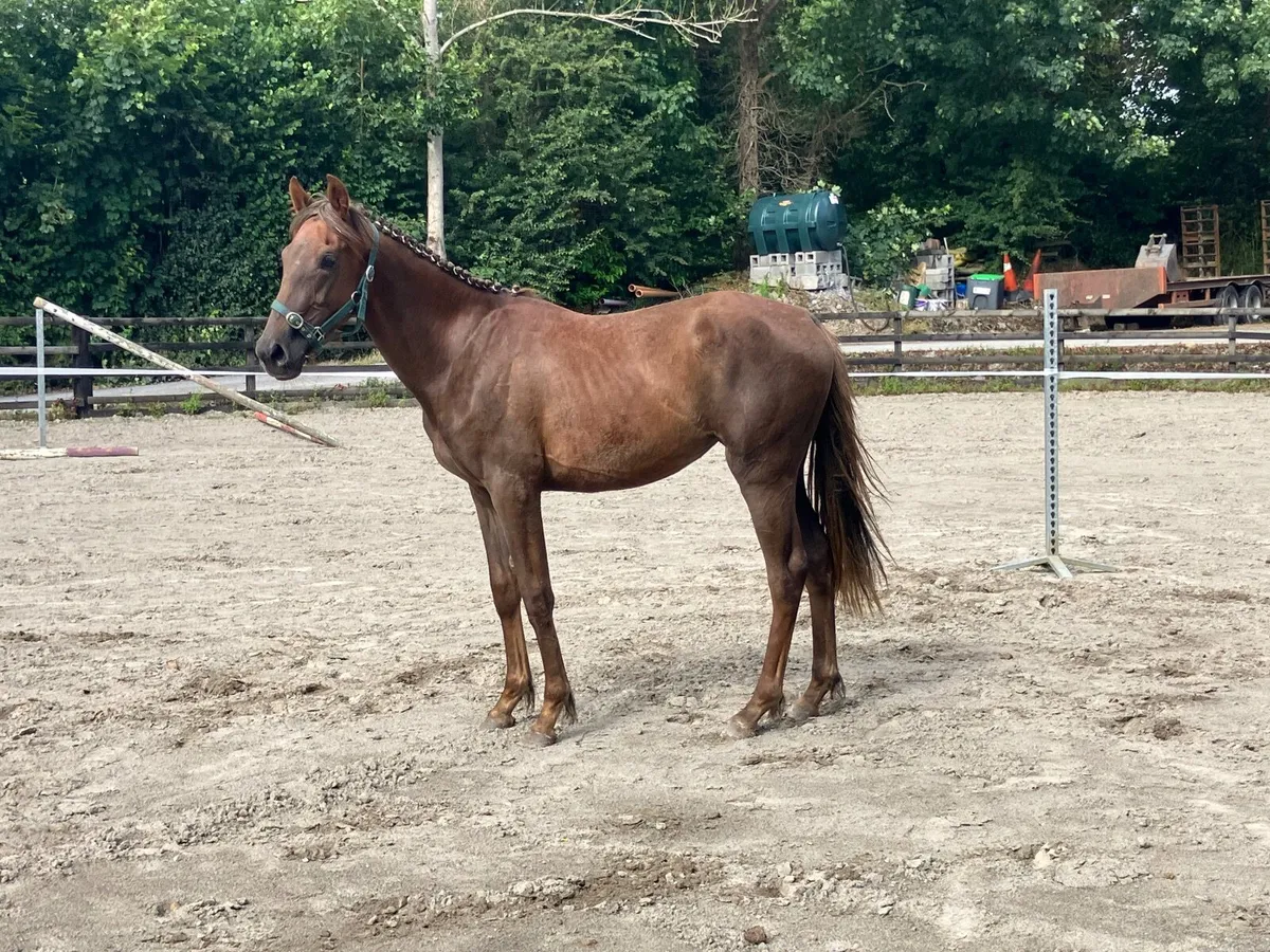 RISING 2YO FILLY - Image 4