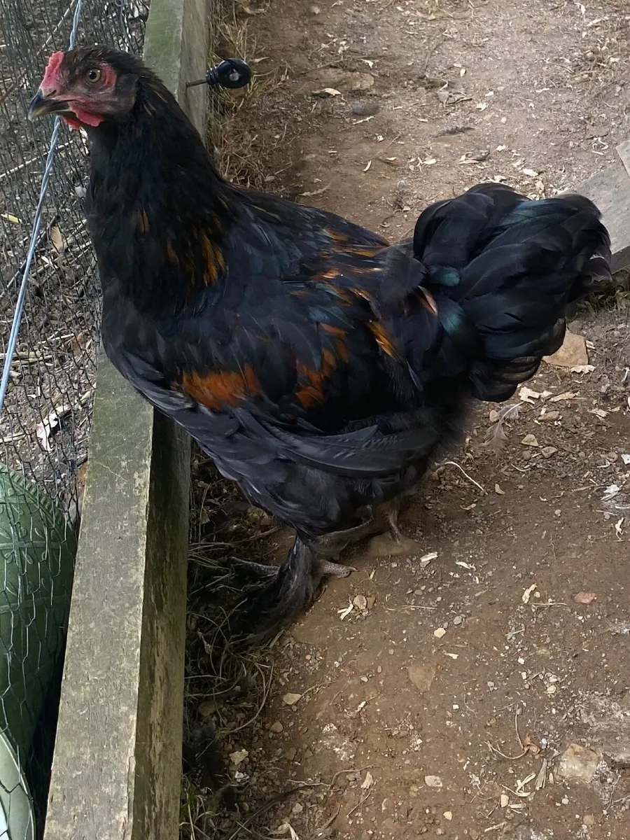 Poultry