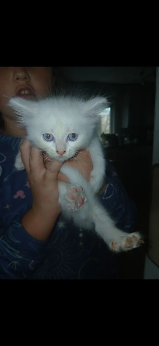 Mainecoon/ Russian blue - Image 1