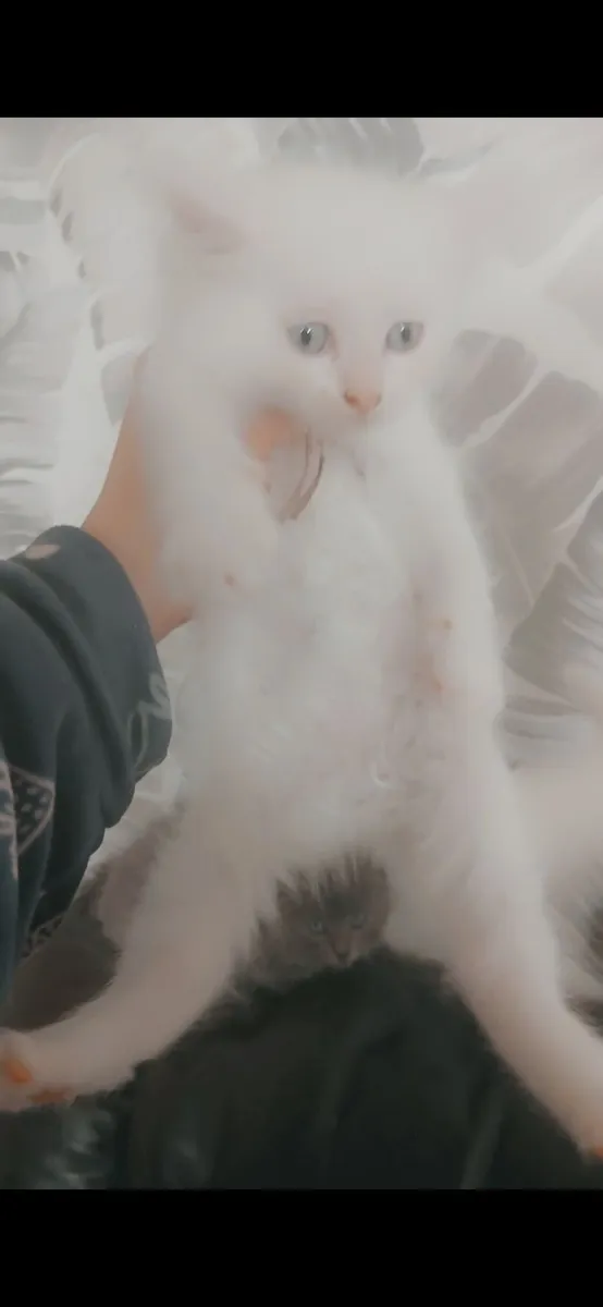Mainecoon/ Russian blue - Image 3