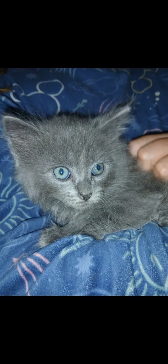 Mainecoon/ Russian blue - Image 4