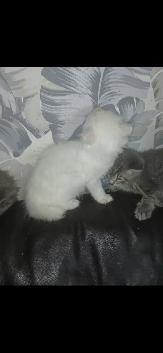 Mainecoon/ Russian blue - Image 2