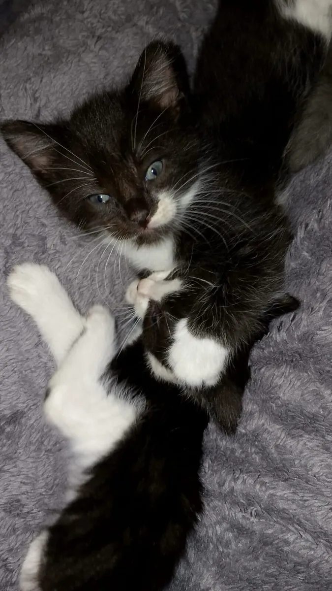 Pets - Image 1