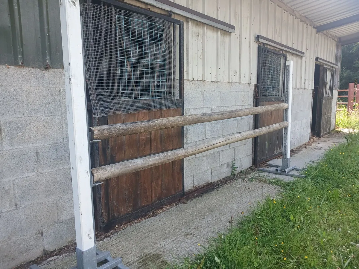 show jumps - Image 4