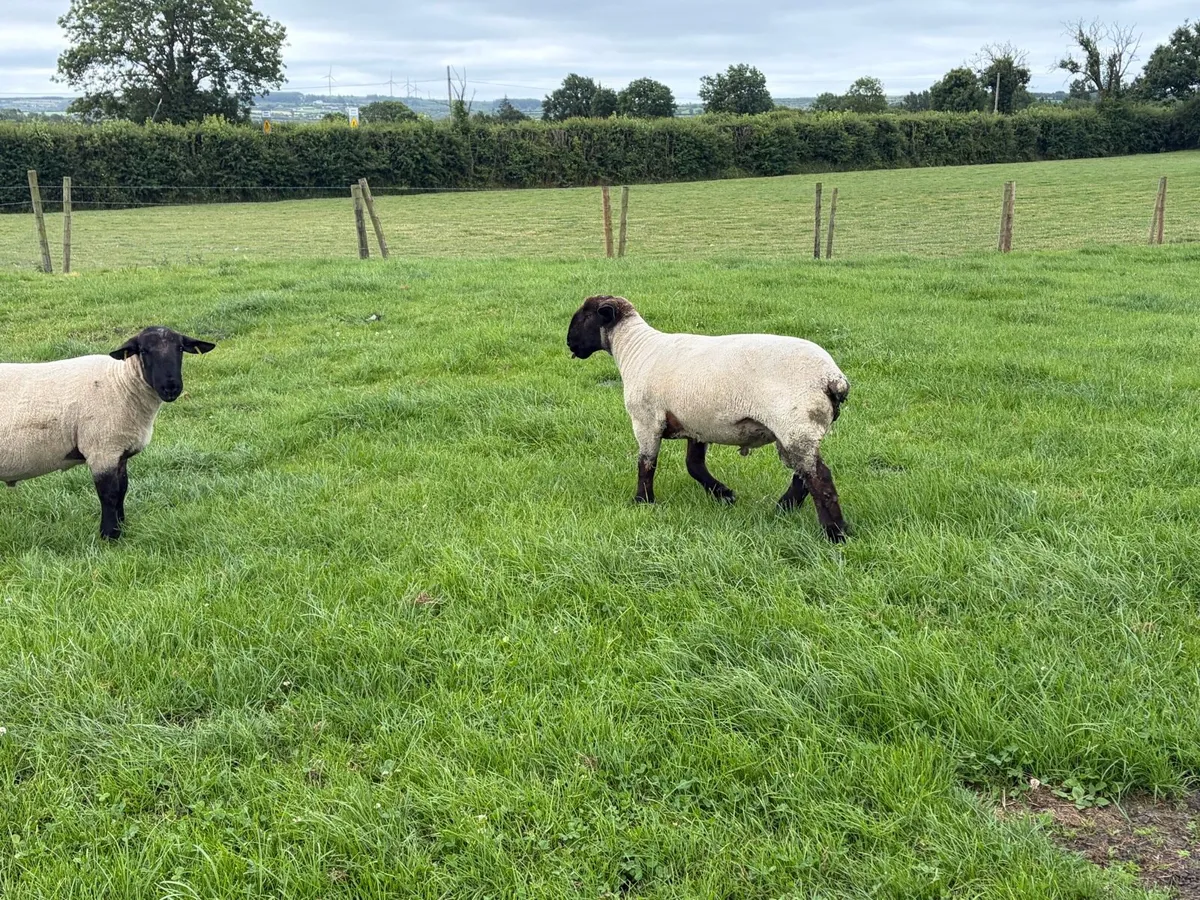 Hogget rams for sale - Image 3