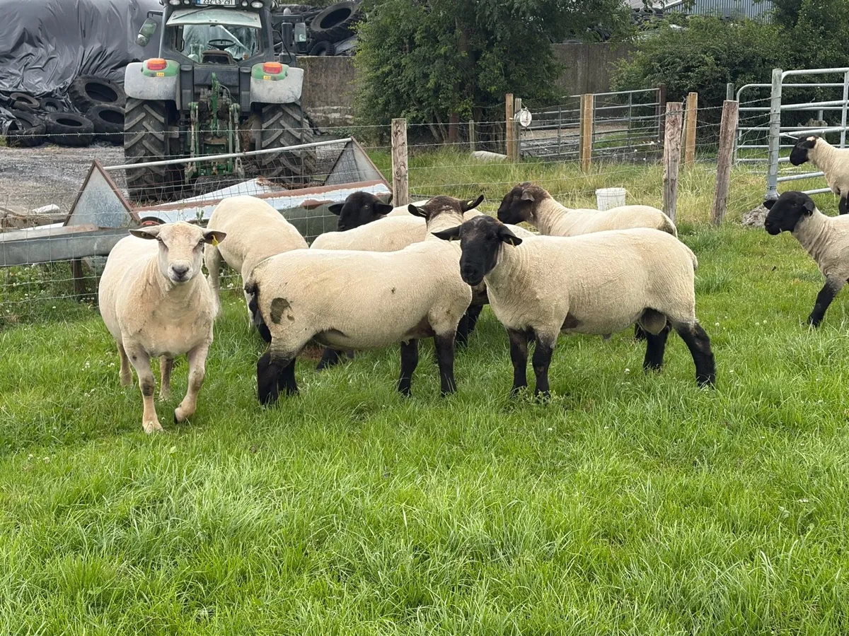 Hogget rams for sale - Image 1