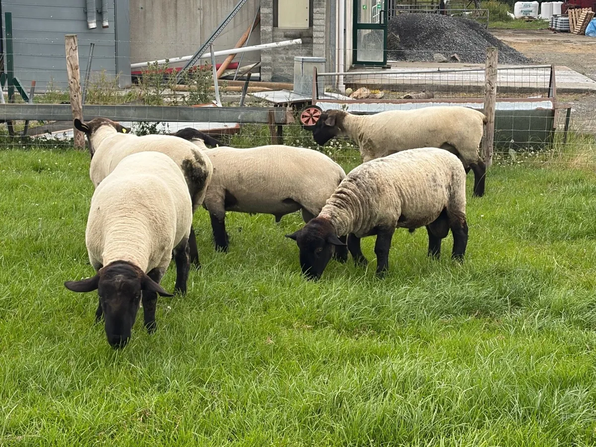 Hogget rams for sale - Image 2