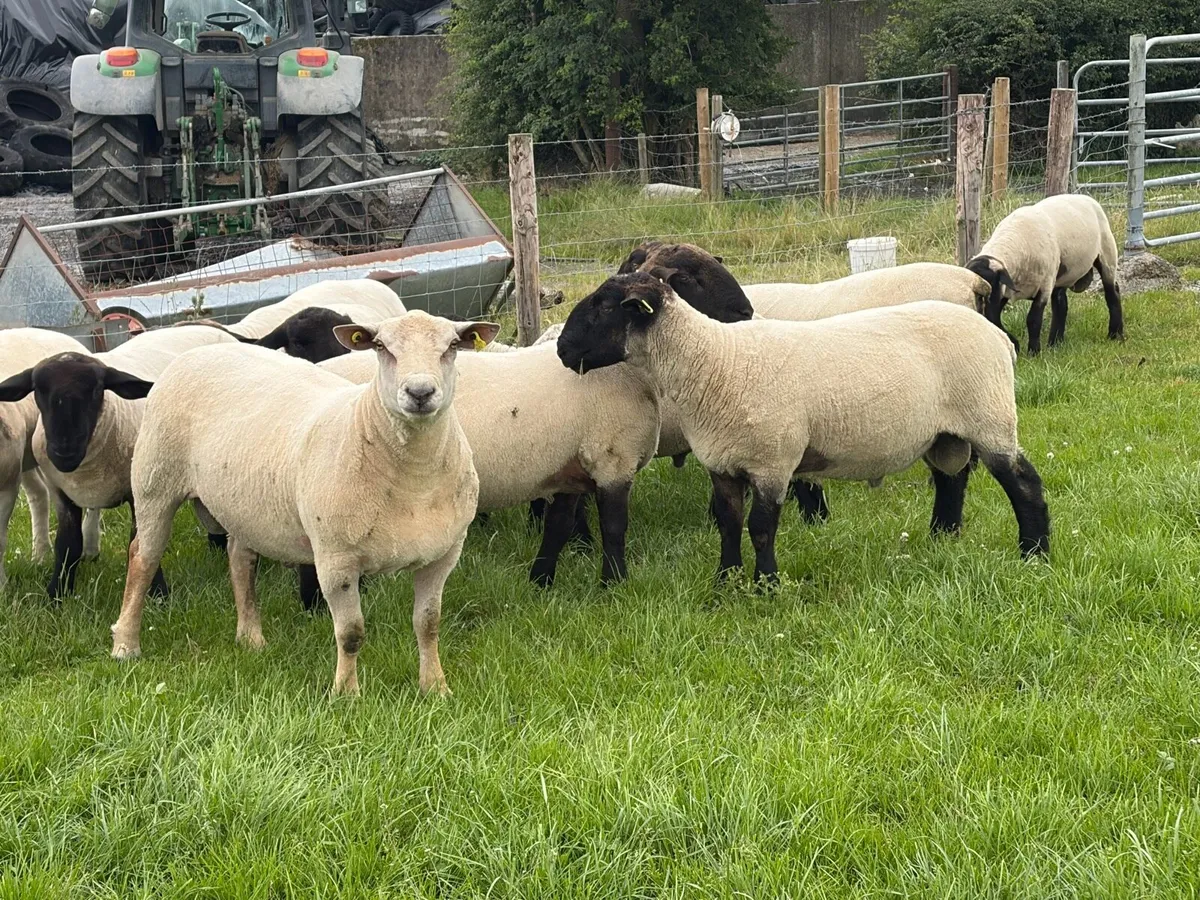 Hogget rams for sale - Image 4