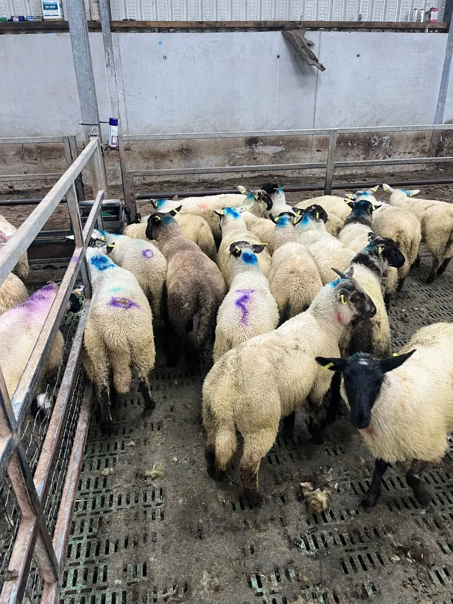 20 super ewe lambs - Image 1