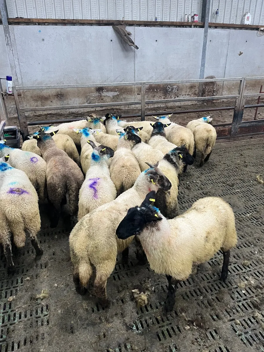 20 super ewe lambs - Image 3