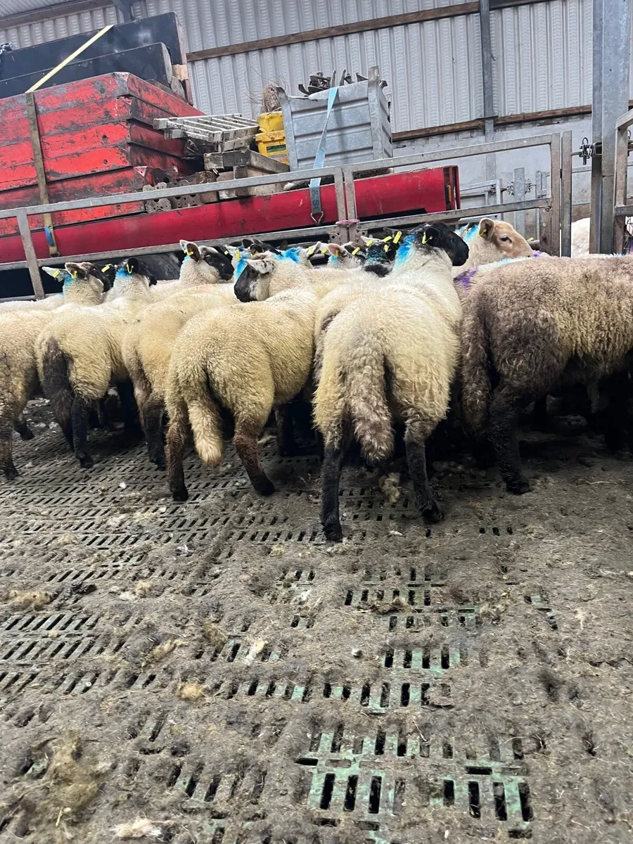 20 super ewe lambs - Image 4