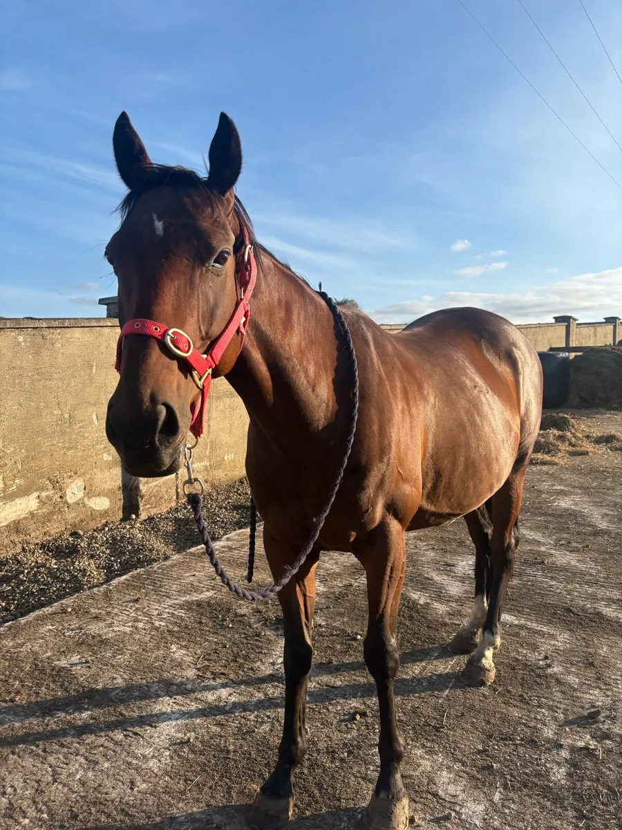 14.2 pony - Image 1