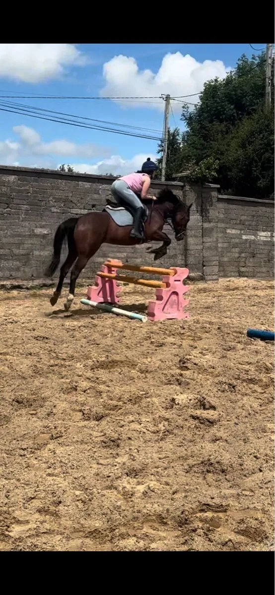 14.2 pony - Image 2