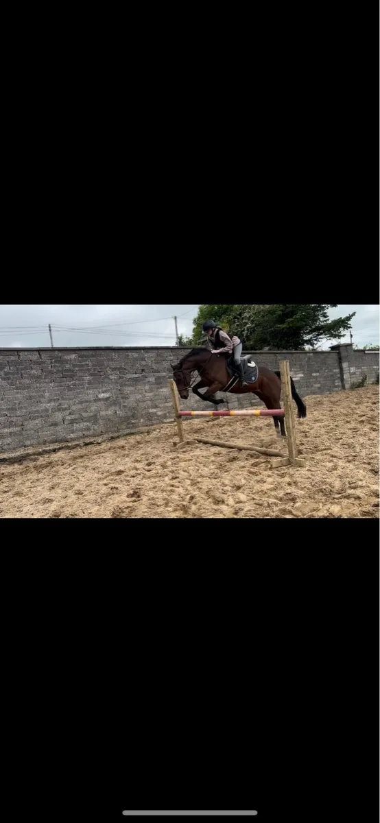 14.2 pony - Image 3