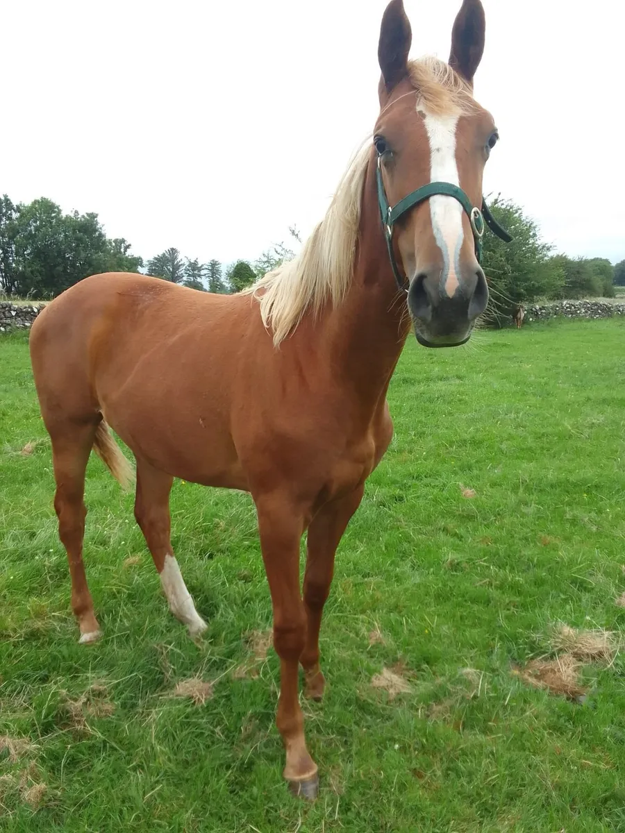 ISH  Yearling  Filly - Image 1