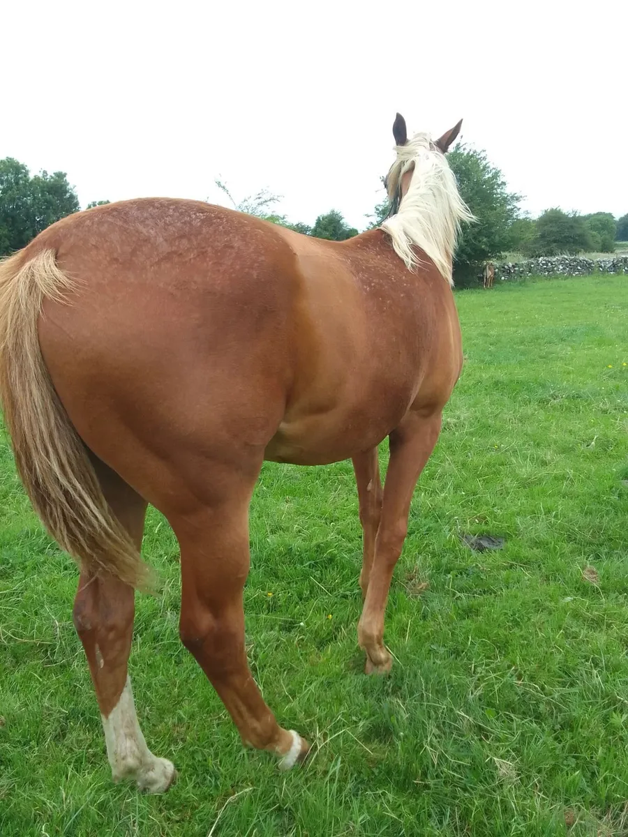 ISH  Yearling  Filly - Image 2
