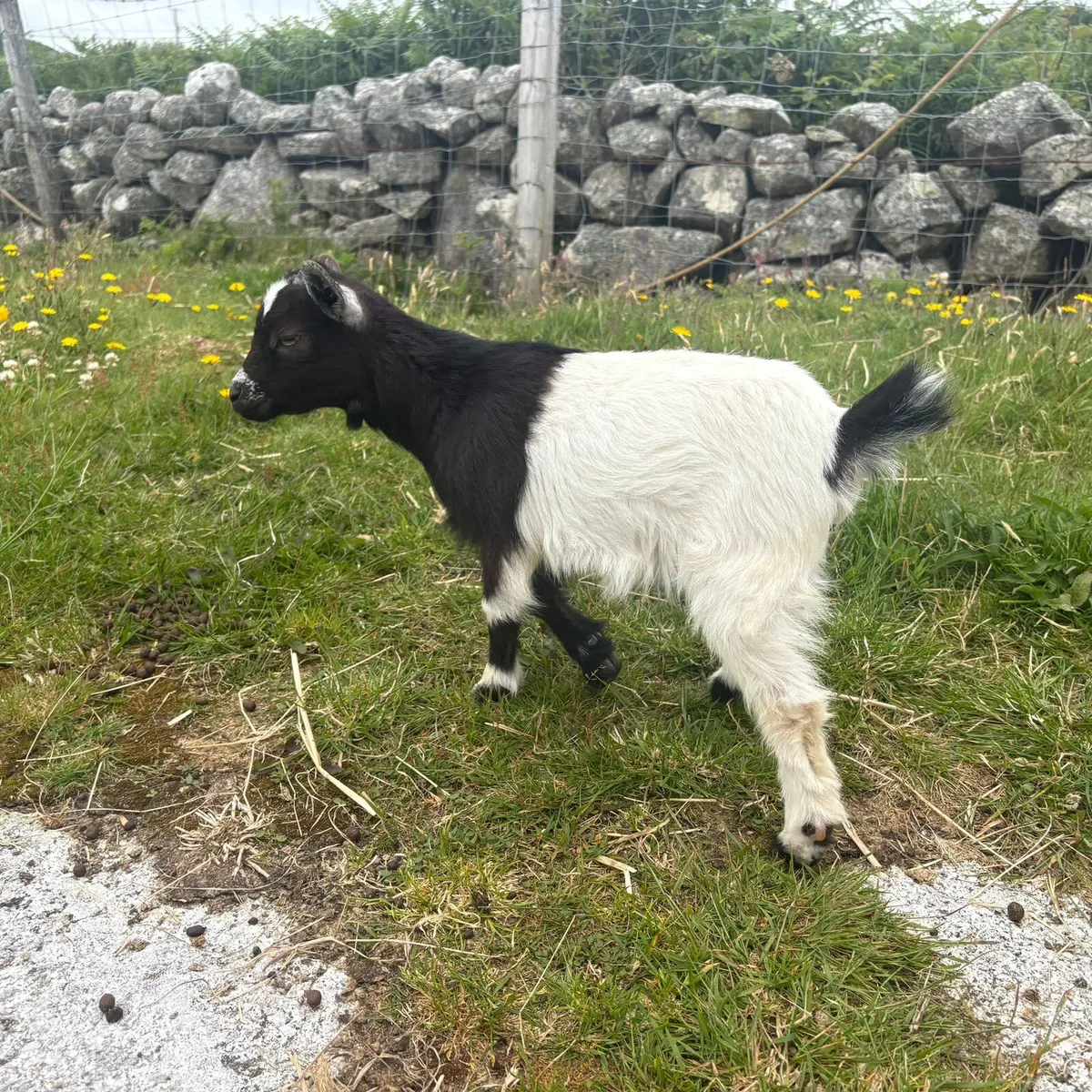 TINY PYGMY GOATS FOR SALE - Image 3
