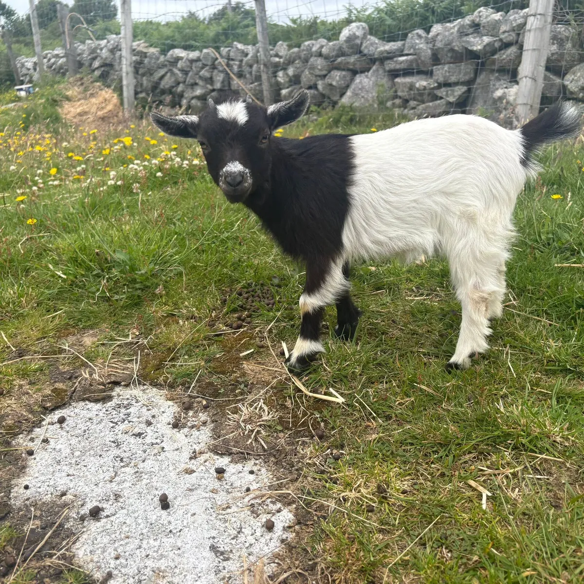 TINY PYGMY GOATS FOR SALE - Image 4