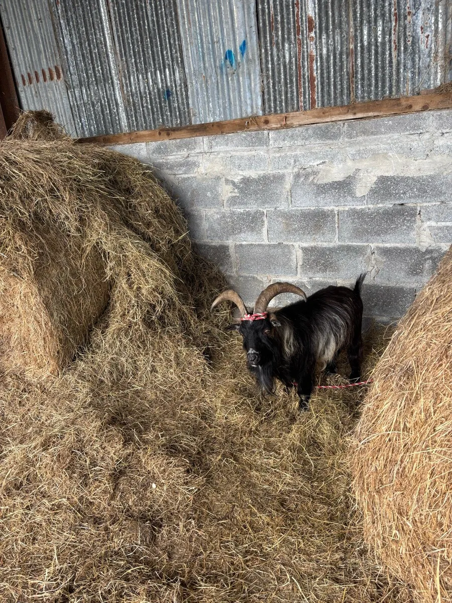Pygmy goats - Image 1