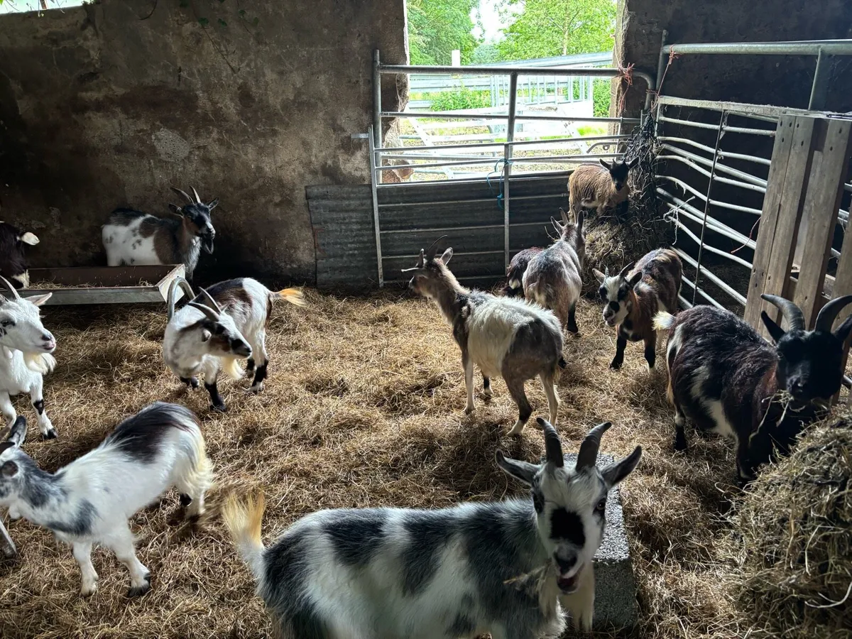 Pygmy goats - Image 3