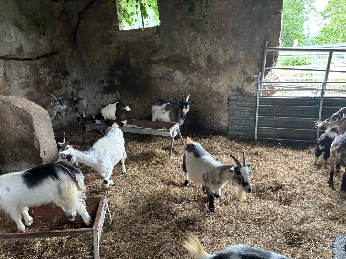 Pygmy goats - Image 4