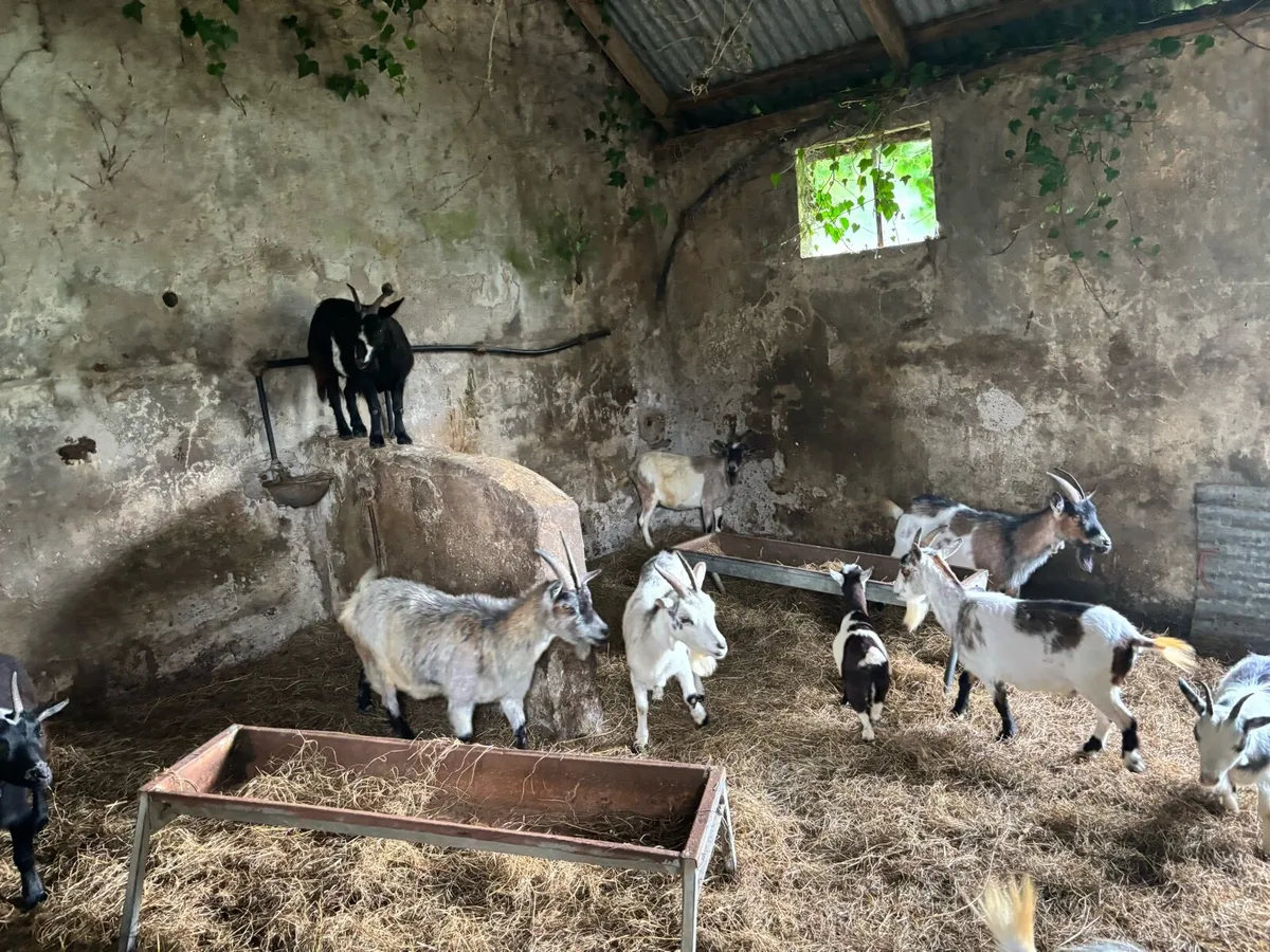Pygmy goats - Image 2