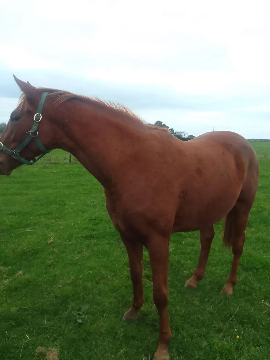 ISH  Yearling  Filly - Image 3