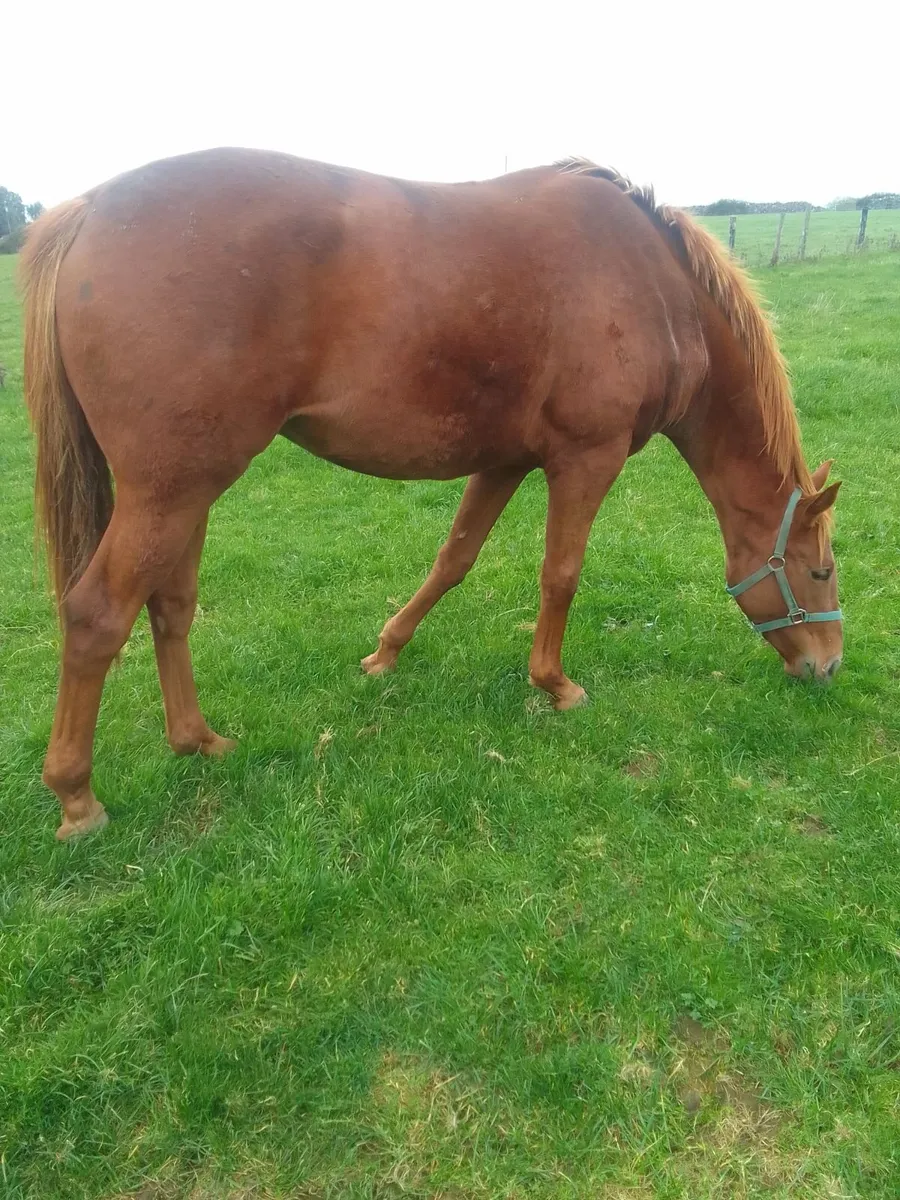 ISH  Yearling  Filly - Image 4