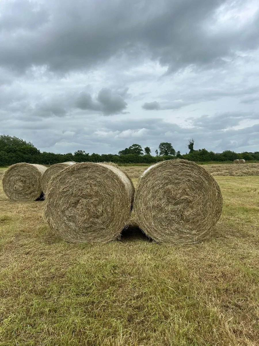 Top quality hay bales (20) - Image 1